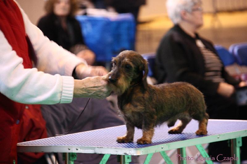 Crufts2011_2 563.jpg